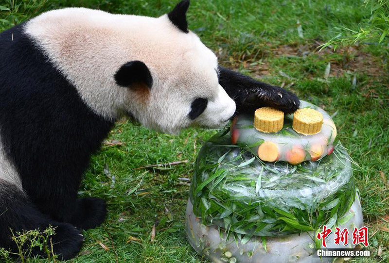 Большую панду угощают ледяным тортом в день рождения