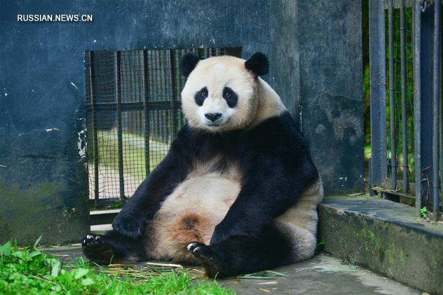 В Китае выращенная в неволе панда впервые родила детенышей-близнецов от дикого самца