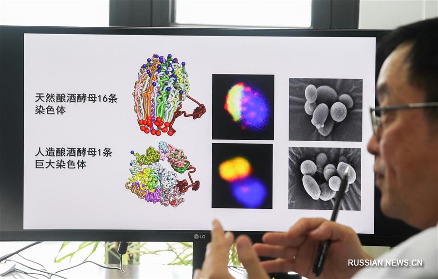 Китайские ученые впервые в мире создали моносомные эукариотные клетки