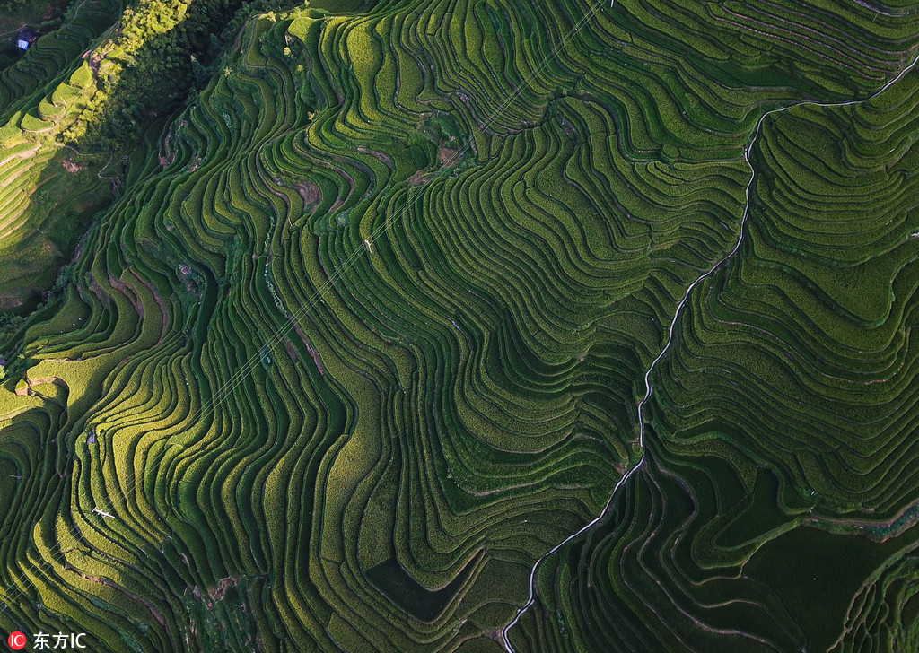 Пейзаж террасированных полей провинции Гуйчжоу с высоты птичьего полета