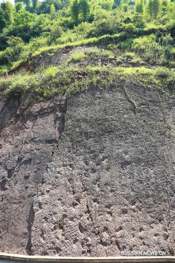 Ученые обнаружили самую многочисленную на территории Китая группу окаменелых следов зауроподов раннего юрского периода
