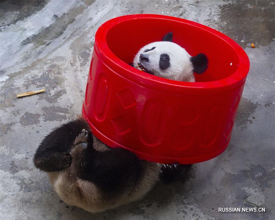 Большие панды Хэхэ и Цзюцзю отпраздновали трехлетие