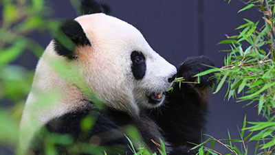 Стартовал проект по сбору дизайна «международного образа гигантской панды Китая»