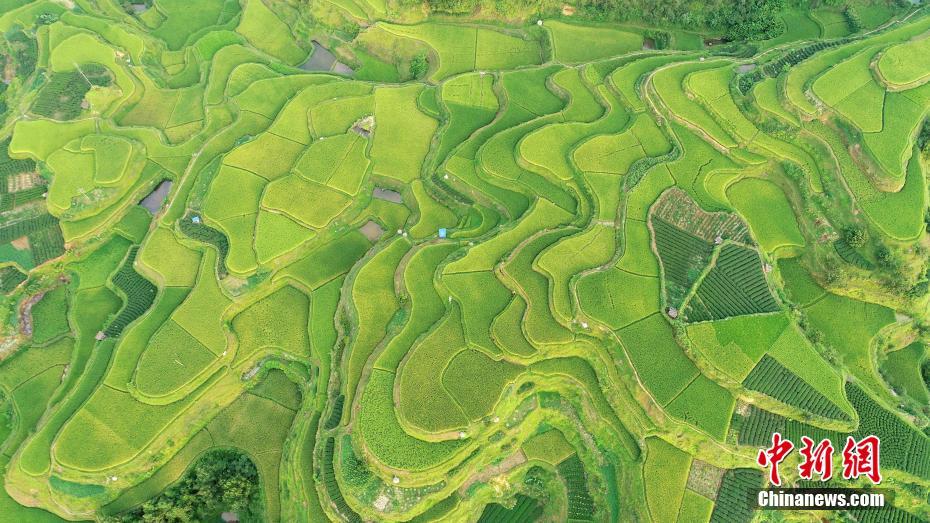 Прекрасные террасные поля в Гуанси с высоты птичьего полета