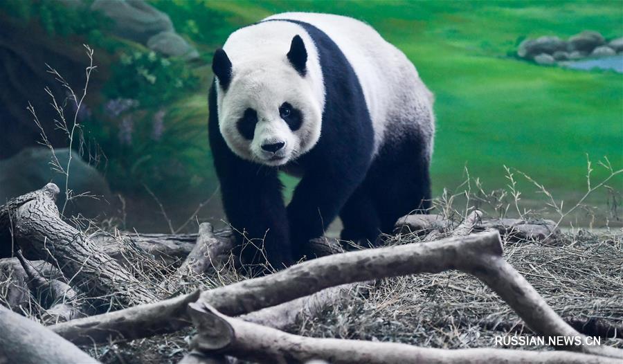 Подаренные Тайваню материковым Китаем большие панды Юаньюань и Туаньтуань отпраздновали 14-летие