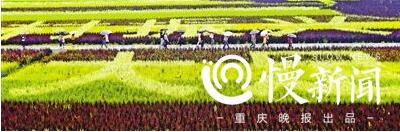 Разноцветные рисовые поля в Чунцине