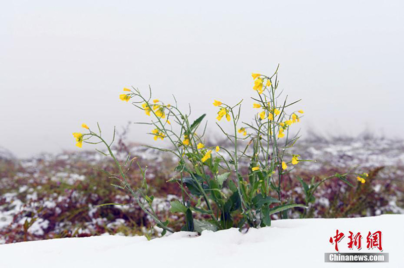 Осенний снегопад в провинции Ганьсу