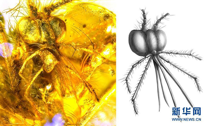Китайские учёные открыли новые свойства насекомых каллиграматид