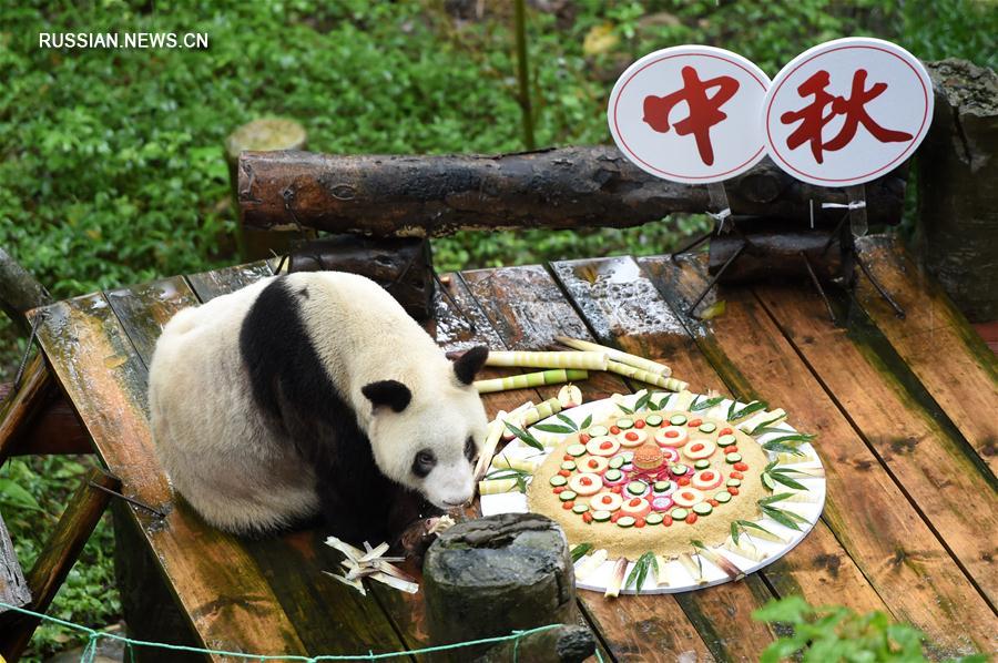 Панду в зоопарке Чунцина поздравили с Праздником середины осени