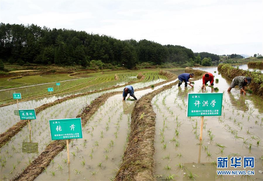 «Рис на заказ» способствует росту дохода китайских крестьян
