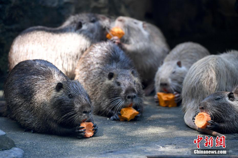 В Гуанси животным устроили Праздник середины осени