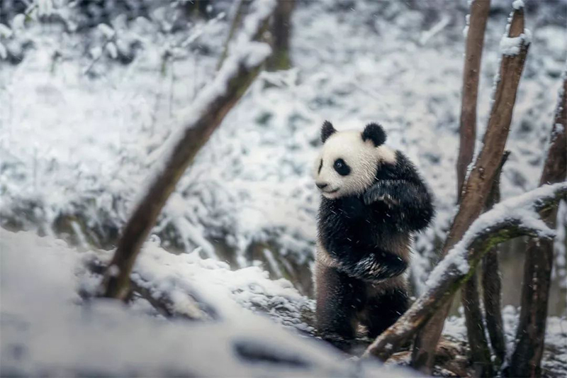 Китаец сделал 2 тыс. фотографий диких больших панд