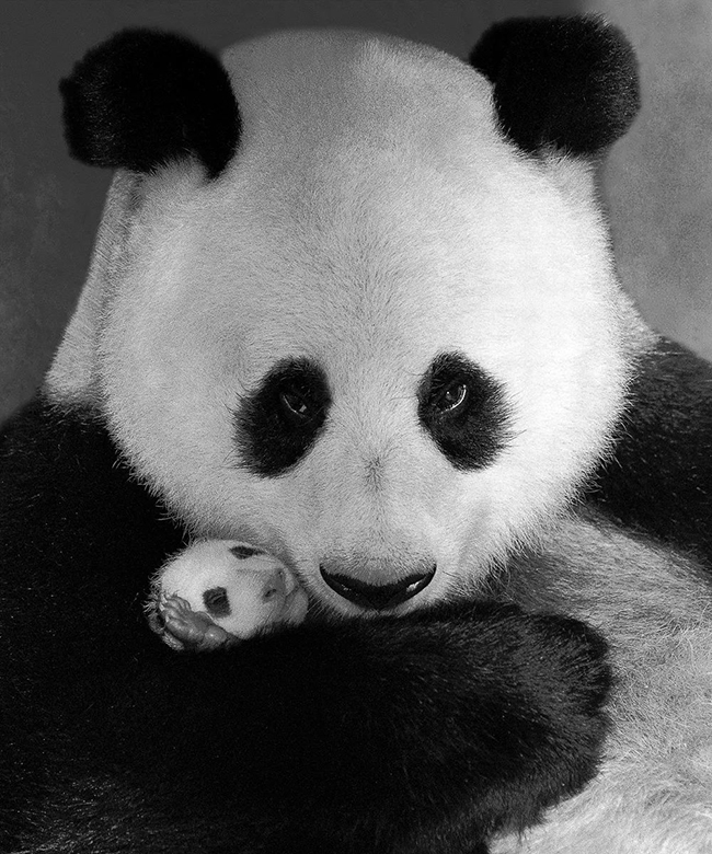 Китаец сделал 2 тыс. фотографий диких больших панд