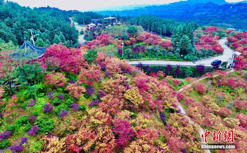 Осенние клены в Чунцине