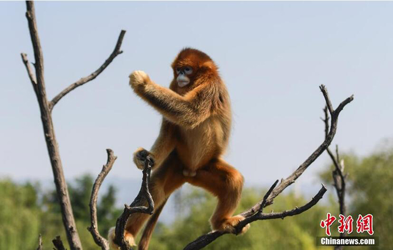 Золотистая обезьяна демонстрирует кунфу на дереве