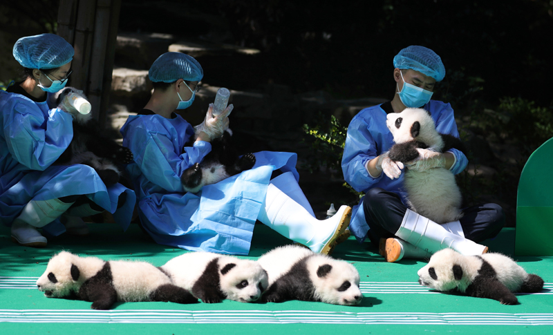 В Чэнду показали новорожденных панд