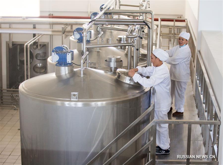 В Туркестане запустили совместный китайско-казахстанский завод по переработке верблюжьего и кобыльего молока