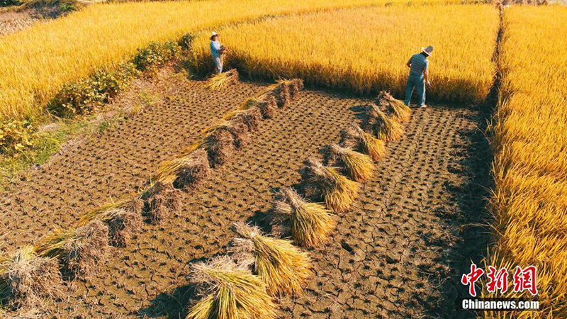Уборка осеннего урожая в деревнях провинции Цзянси