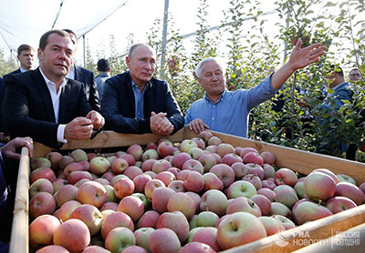 Путин и Медведев посетили яблоневые сады в Ставрополье