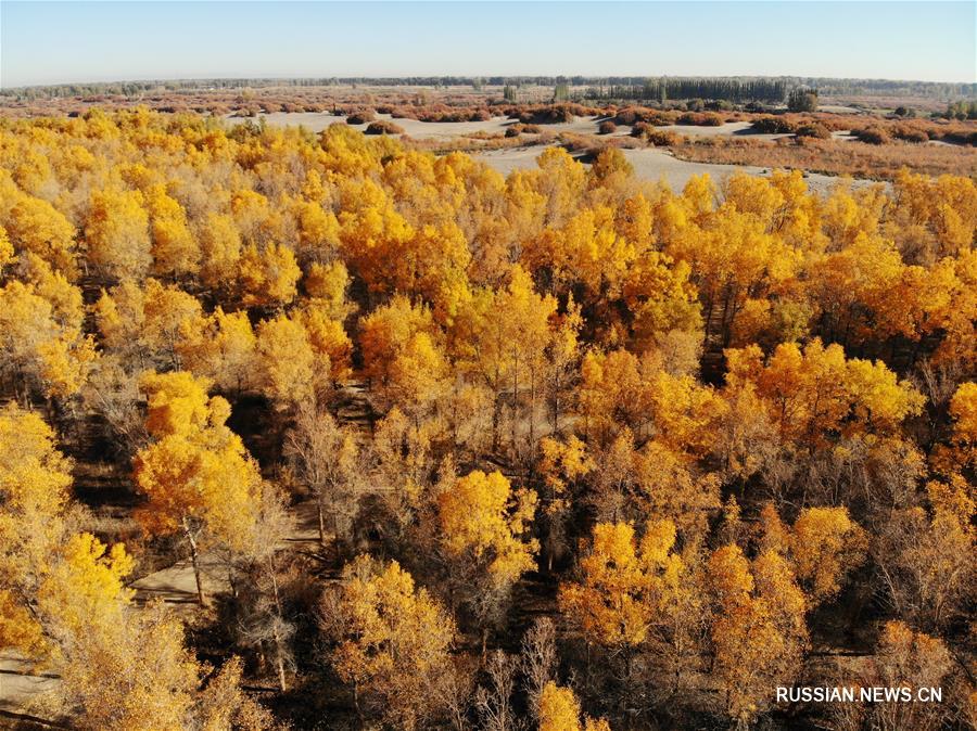 Красота осеннего леса в провинции Ганьсу
