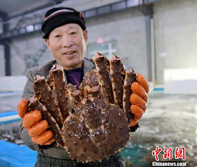 Российские камчатские крабы стали популярными в Китае