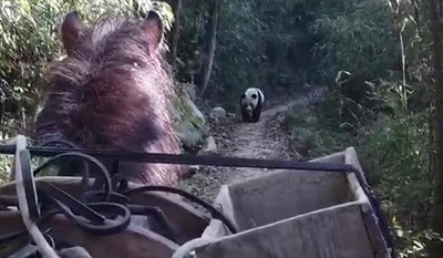 Дикая большая панда пыталась согнать лошадь с тропы