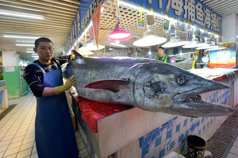 Рыбак из Циндао поймал макрель весом 141.5 кг
