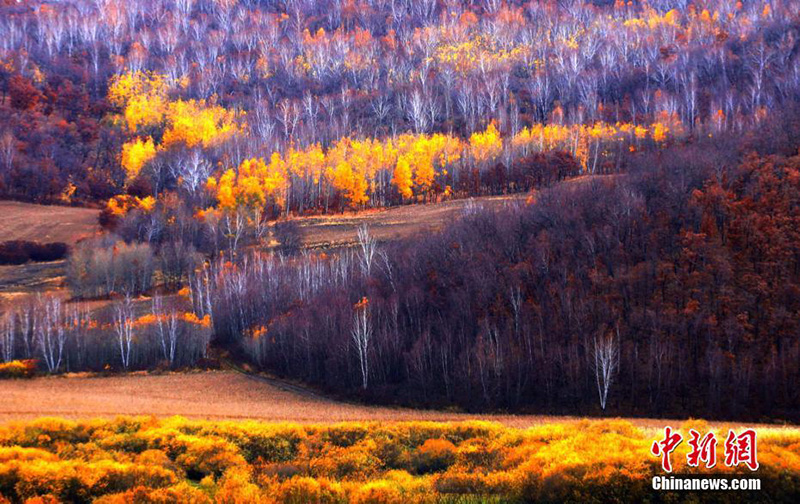 Осенний пейзаж в Хулун-Буире Внутренней Монголии