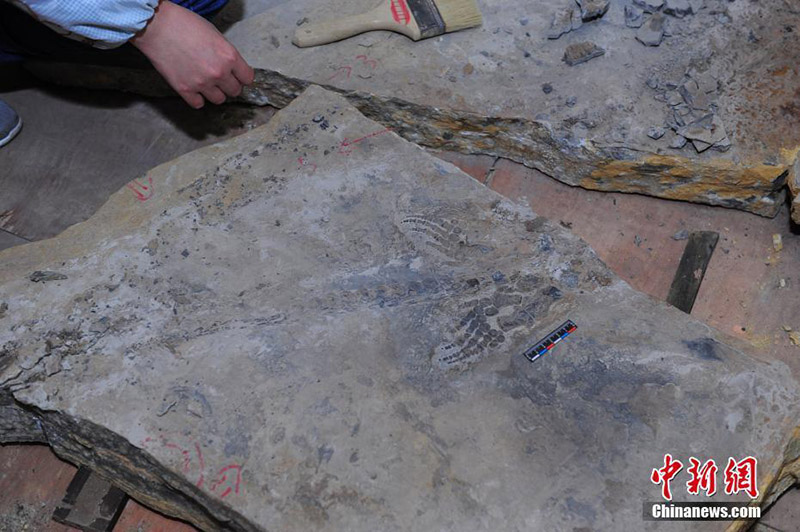 В провинции Хубэй Китая обнаружены окаменелости хупезухов и ихтиозавров возрастом 247 млн. лет