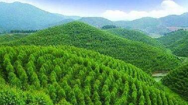 Китай занимает первое место в мире по площади искусственных лесопосадок