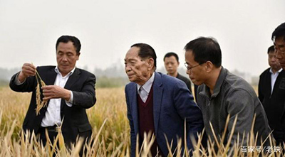 Китайские ученые поставили новый рекорд в урожайности гибридного риса