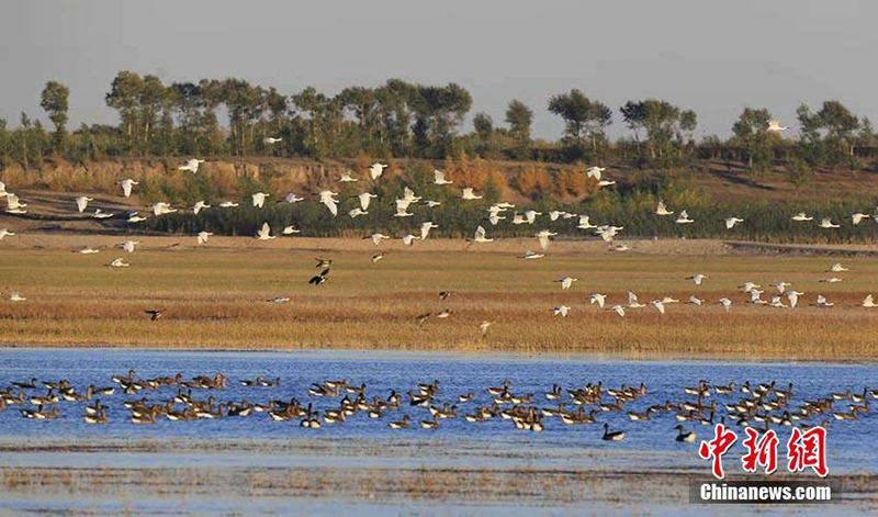 Перелетные птицы прилетели в природный заповедник Мелмег провинции Цзилинь