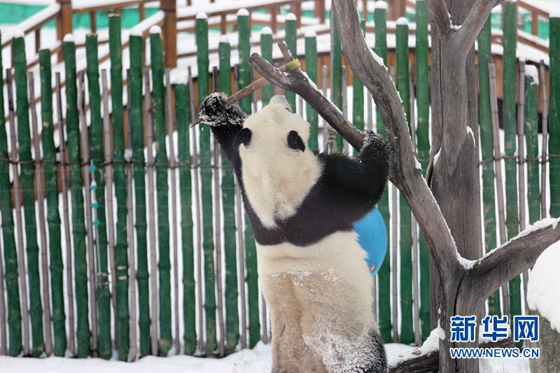 В провинции Хэйлунцзян большие панды радуются снегу