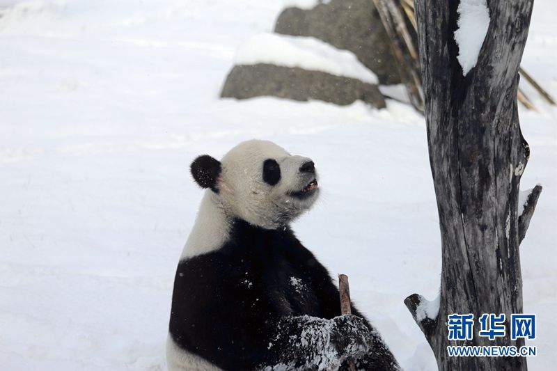 В провинции Хэйлунцзян большие панды радуются снегу