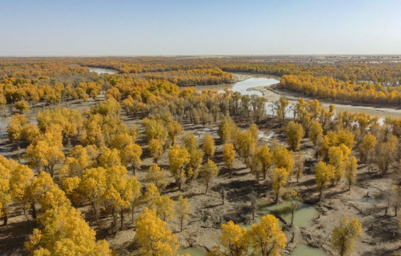 Прекрасная осень в Таримском бассейне Синьцзяна