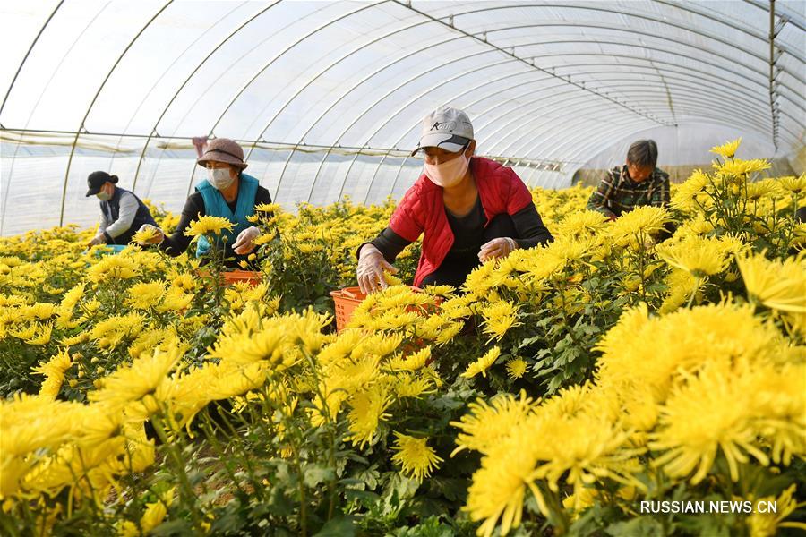 Борьба с бедностью посредством выращивания хризантем в поселке Хугэчжуан