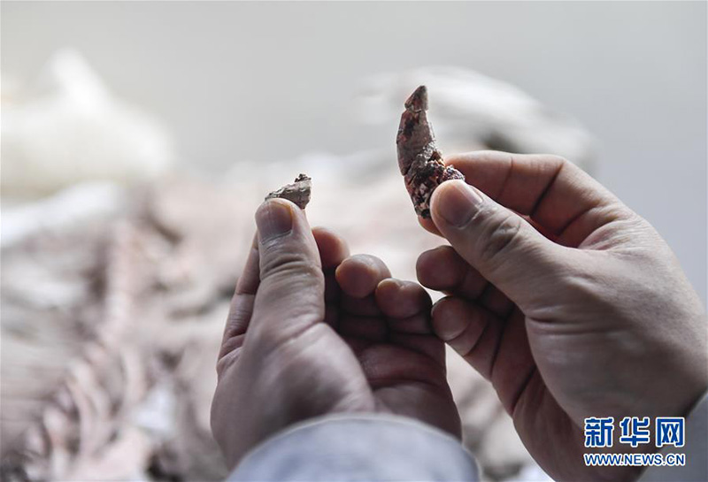 Ученые Китая обнаружили признаки шероховатой зубной эмали динозавра