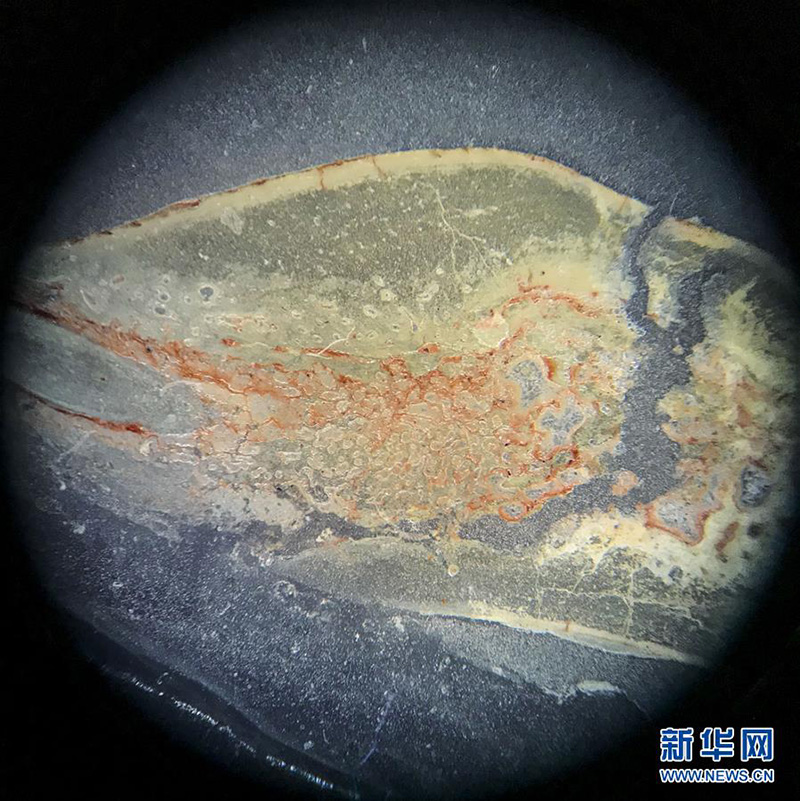 Ученые Китая обнаружили признаки шероховатой зубной эмали динозавра