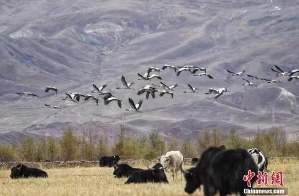 Черношейные журавли на зимовку прилетели в долину реки Лхаса