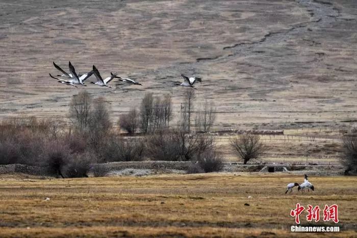 Черношейные журавли на зимовку прилетели в долину реки Лхаса