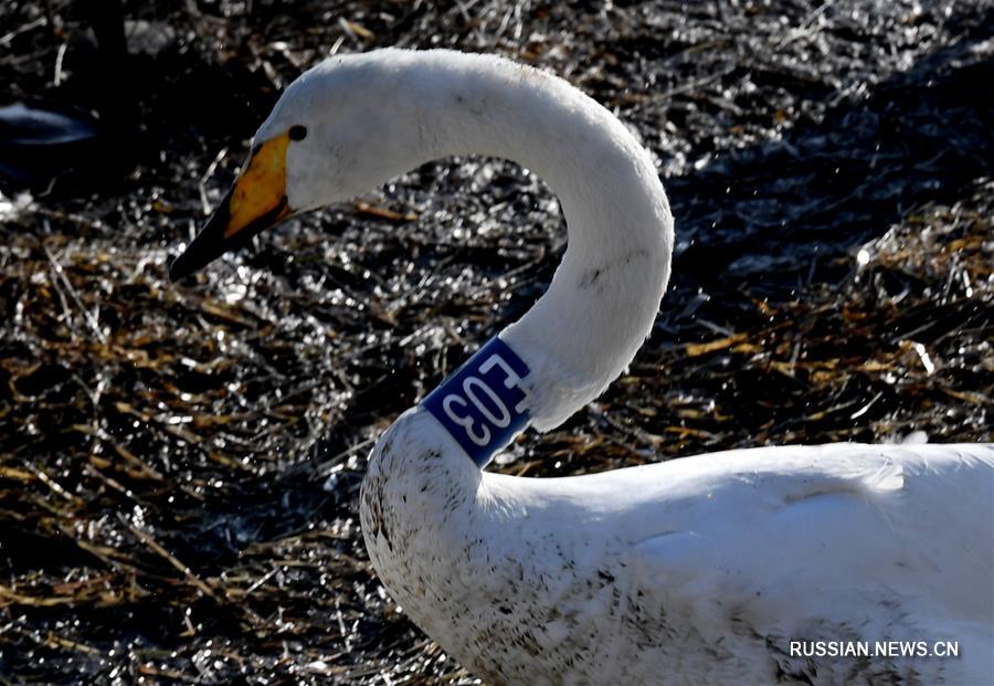 Прилетающие на зимовку в Китай белые лебеди под надежной защитой