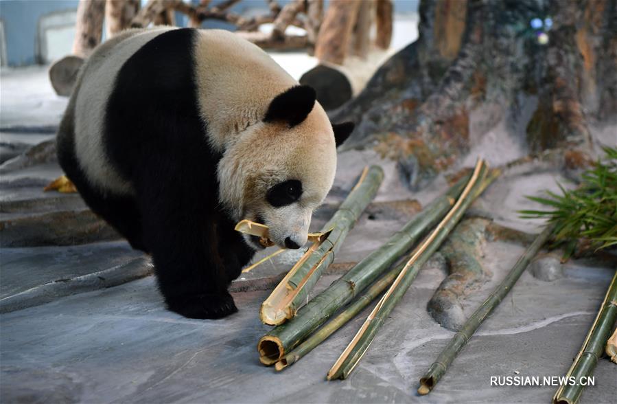 Первые поселившиеся на тропическом острове Хайнань панды предстали перед публикой
