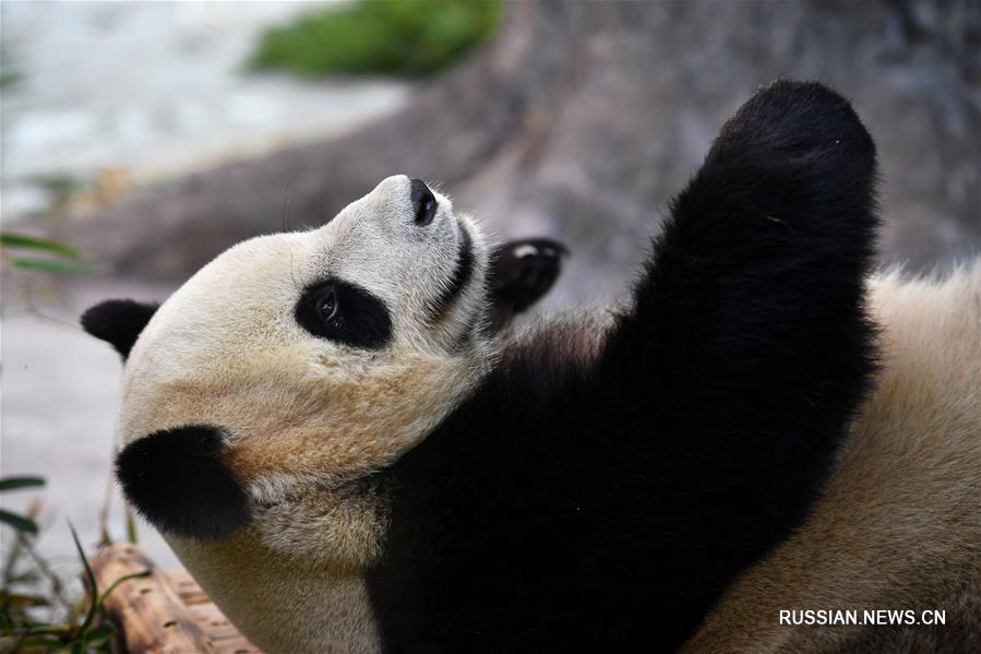 Первые поселившиеся на тропическом острове Хайнань панды предстали перед публикой