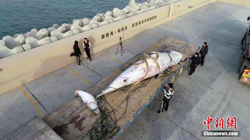 В провинции Шаньдун обнаружили мертвого кита весом 2,5 т