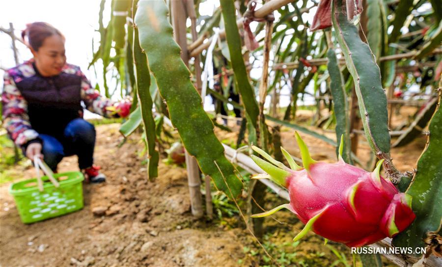 Выращивание овощей и фруктов -- в помощь процветанию китайского села