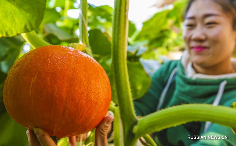 Выращивание овощей и фруктов -- в помощь процветанию китайского села