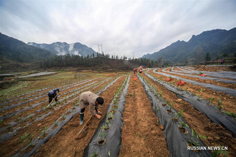Особенности местной почвы в отдаленном районе провинции Хунань помогают сельчанам бороться с бедностью