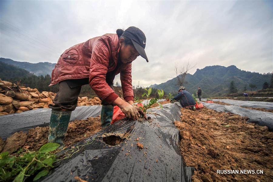 Особенности местной почвы в отдаленном районе провинции Хунань помогают сельчанам бороться с бедностью