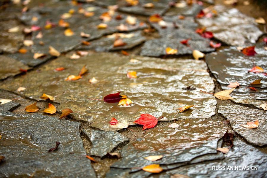 Пестрые кленовые листья под зимним дождем