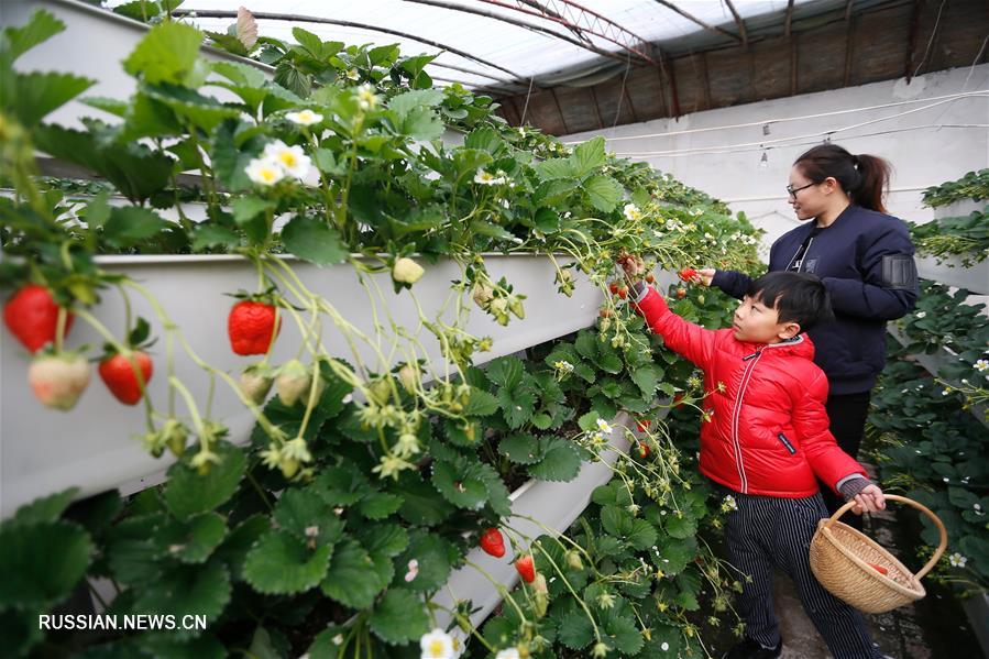 Район Цзимо провинции Шаньдун: холодной зимой в продажу поступила "стереоклубника"